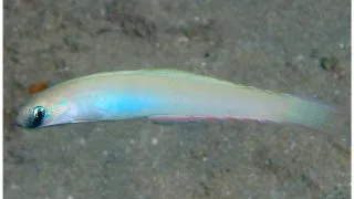 Monofin dartfish (Ptereleotris monoptera)
