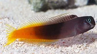 Ecsenius bicolor (Bicolor blenny)