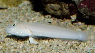 Valenciennea sexguttata