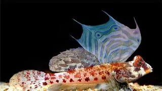 Synchiropus stellatus Starry dragonet