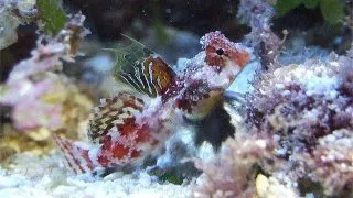 Synchiropus marmoratus (Marbled dragonet)