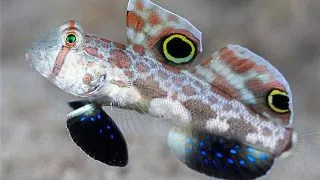Signigobius biocellatus