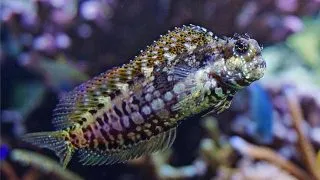 Salarias fasciatus