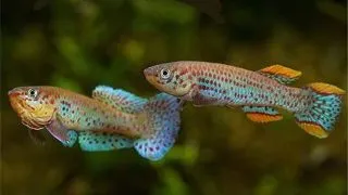 Aphyosemion gardneri