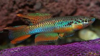 Aphyosemion bivittatum
