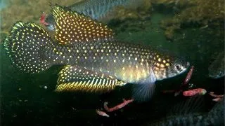 Cynolebias whitei