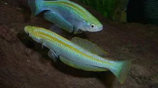 Lamprichtys tanganicanus