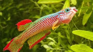 Aphyosemion gabunense