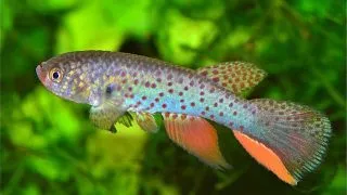 Rachovia pyropunctata