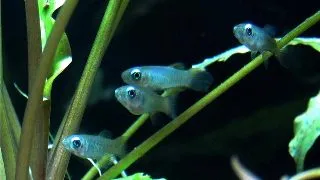 Aplocheilichthys normani