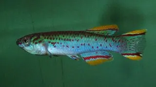 Aphyosemion gardneri green