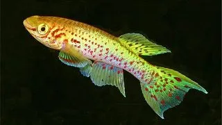 Aphyosemion gardneri gold