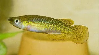 Pachypanchax playfairii