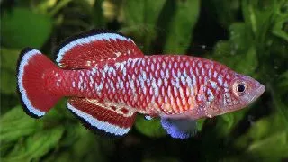 Nothobranchius rubroreticulatus