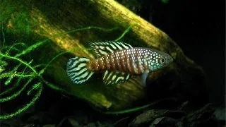 Simpsonichthys sp. urucuia