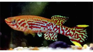 Aphyosemion gardneri mirabile