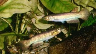 Pachypanchax omalonotus