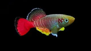 Nothobranchius guentheri