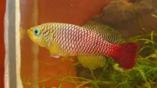 Nothobranchius foerschi