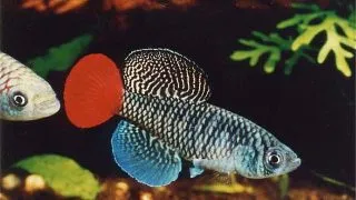 Nothobranchius patrizii
