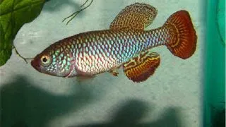 Nothobranchius hassoni