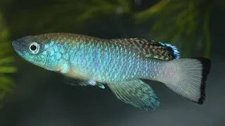 Nothobranchius guentheri blue