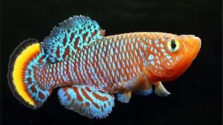 Nothobranchius rachovii