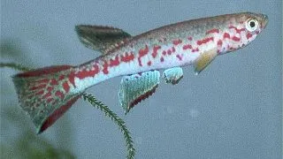 Aphyosemion labarrei