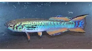Aphyosemion walkeri
