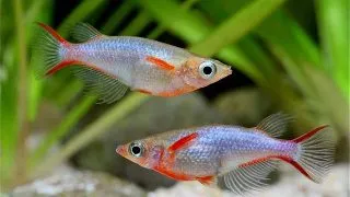 Oryzias woworae