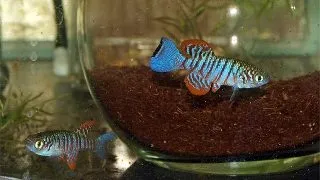 Nothobranchius virgatus