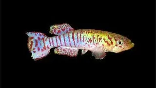 Aphyosemion walkeri red