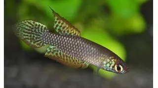 Leptolebias citrinipinnis Bara de Marica