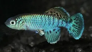 Nothobranchius eggersi blue