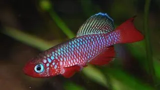 Nothobranchius cardinalis Mbwemkuru