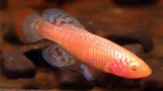 Nothobranchius rachovii albino
