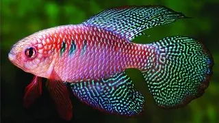 Simpsonichthys carlettoi