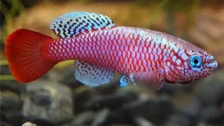 Notobranchius kilomberoensis