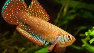 Nematolebias papiliferus Inoa