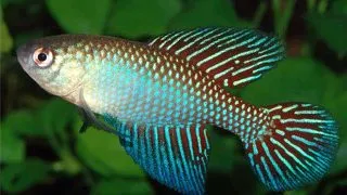 Cynolebias	fulminantis (Flumiantis Pearl Fish)