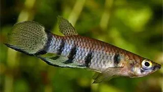Epiplatys dageti