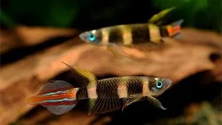 Pseudepiplatys annulatus 1.0 -1.5 cm