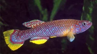 Aphyosemion cinnamomeum