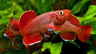 Nothobranchius korthausae red