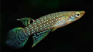 Aplocheilus blockii