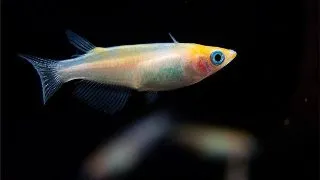 Oryzias latipes red white