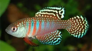 Simpsonichthys magnificus