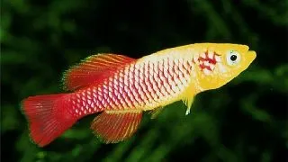Nothobranchius guentheri gold