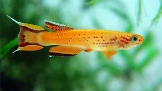Aphyosemion australe gold