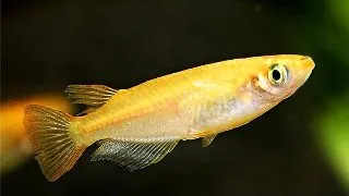 Oryzias latipes orange